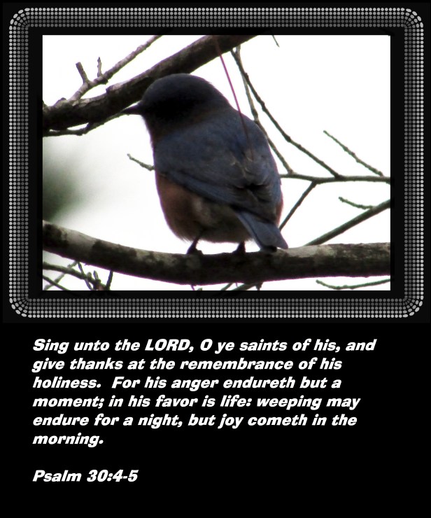 © Photo Artist Susan Ruth Robertson 090025006100 011 - Copy.JPG