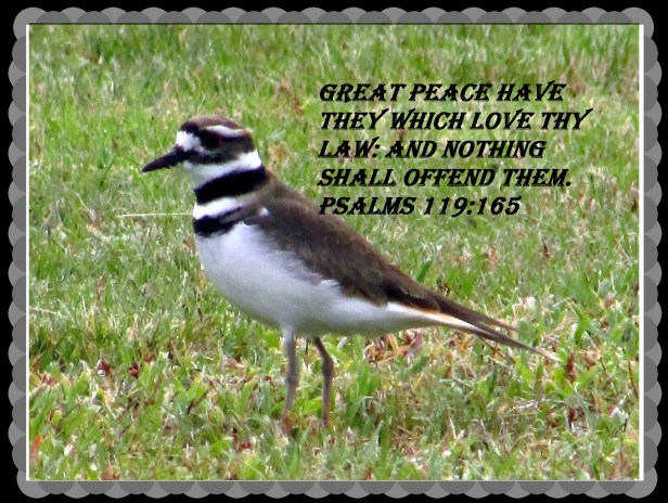 © Photo Artist Susan Ruth Robertson 090025006100 028.JPG