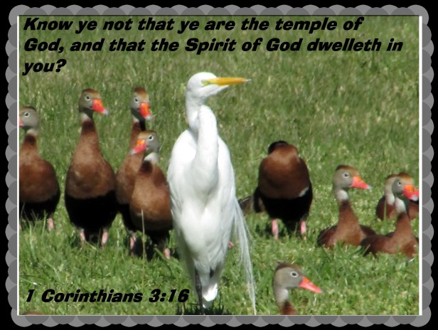 © Photo Artist Susan Ruth Robertson 090025006100 089 - Copy.JPG