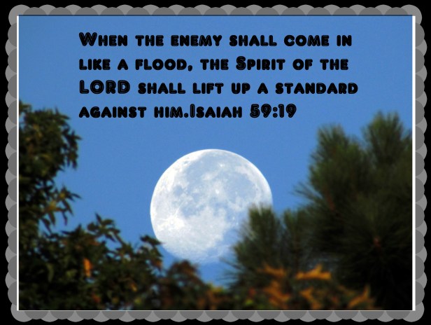 ©Photo Artist Susan Ruth Robertson 090025006100 023 - Copy.JPG