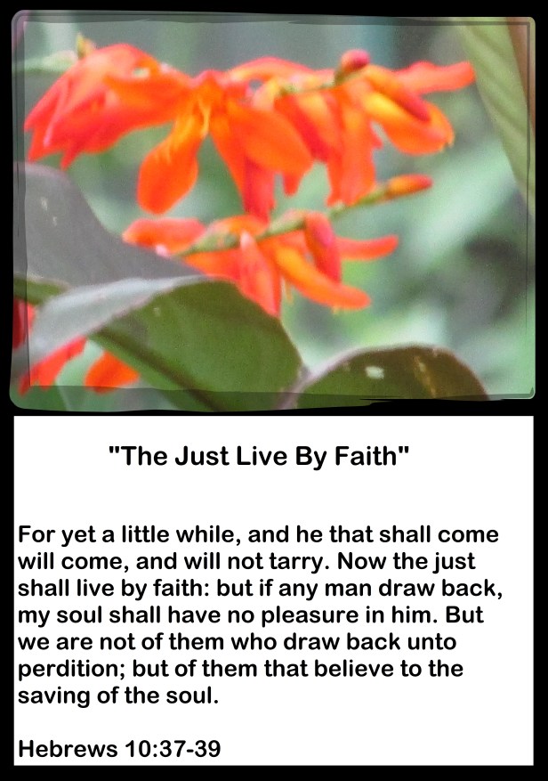 SX400IS © Photo Artist Susan Ruth Robertson 090025006100 011 - Copy - Copy.JPG