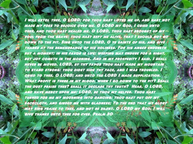 © Photo Artist Susan Ruth Robertson 006 - Copy - Copy.JPG