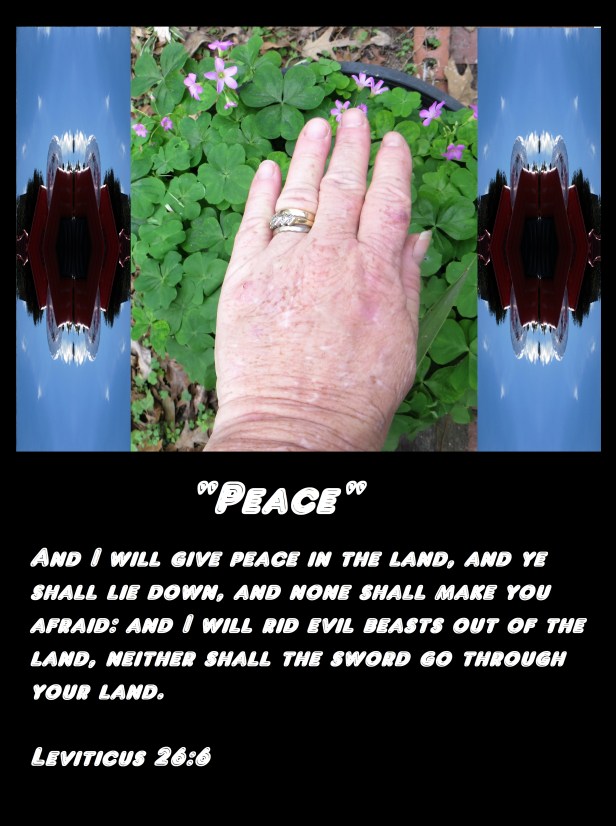 © Photo Artist Susan Ruth Robertson 090025006100 001 (6) - Copy.JPG