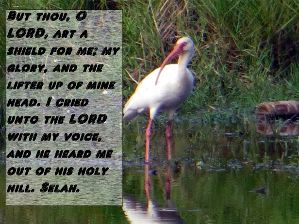 © Photo Artist Susan Ruth Robertson 090025006100 007 - Copy.JPG