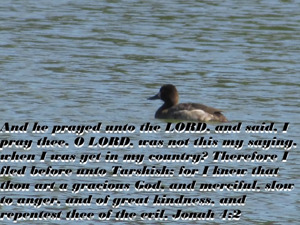 © Photo Artist Susan Ruth Robertson 090025006100 007 - Copy.JPG