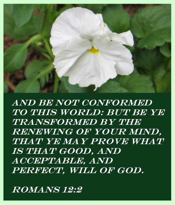 © Photo Artist Susan Ruth Robertson 090025006100 011 - Copy.JPG