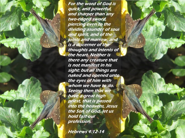 © Photo Artist Susan Ruth Robertson 090025006100 014 - Copy (2) - Copy.JPG