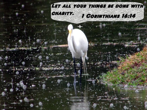 © Photo Artist Susan Ruth Robertson 090025006100 016 - Copy.JPG