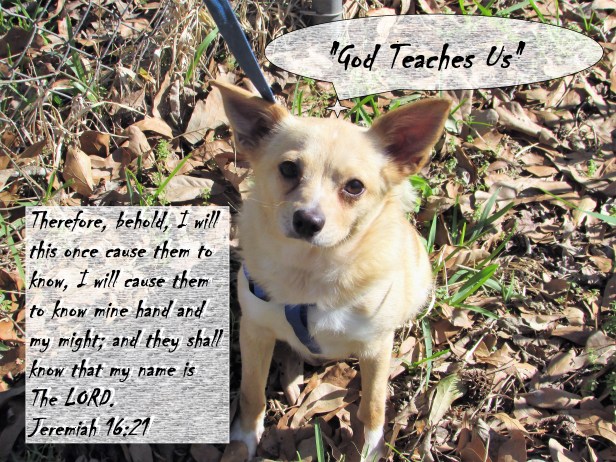 © Photo Artist Susan Ruth Robertson 090025006100 072 - Copy.JPG