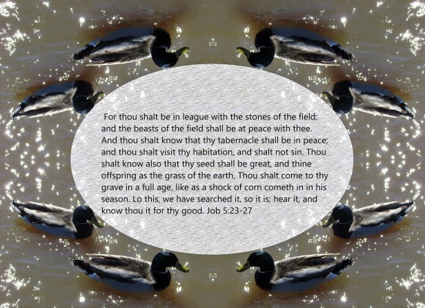 © Photo Artist Susan Ruth Robertson 090025006100 087 - Copy - Copy (2).JPG