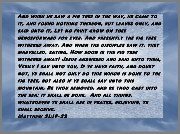 plants etc 023 - Copy - Copy.JPG