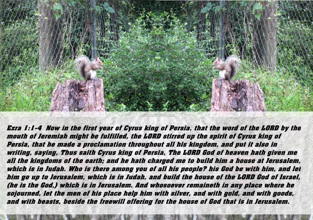 © Photo Artist Susan ruth Robertson 09002500100 010.JPG