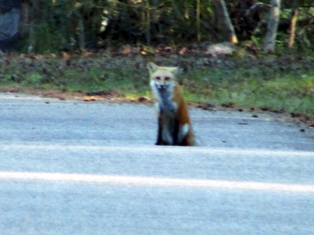 © Photo Artist Susan Ruth Robertson 090025006100 002 - Copy.JPG