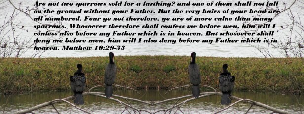 © Photo Artist Susan Ruth Robertson 090025006100 006 - Copy.JPG