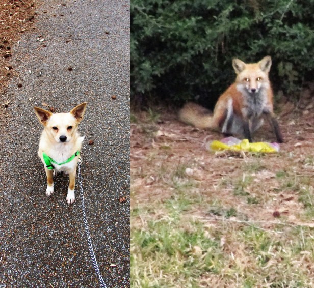 © Photo Artist Susan Ruth Robertson 090025006100 012 - Copy.JPG