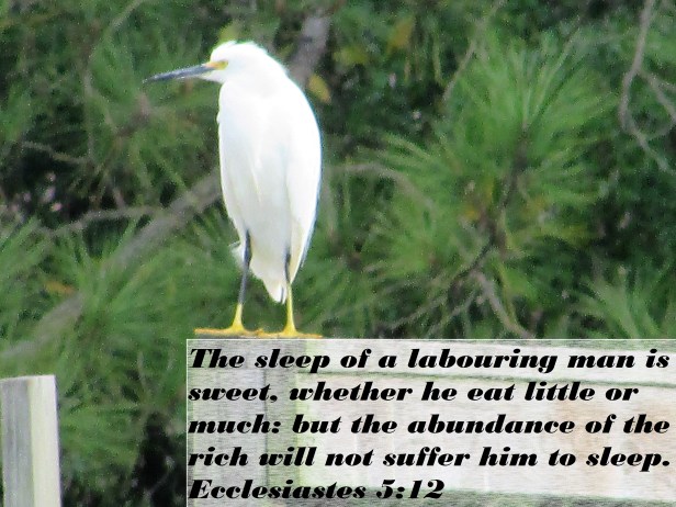 © Photo Artist Susan Ruth Robertson 090025006100 012 - Copy.JPG