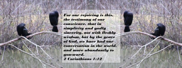 © Photo Artist Susan Ruth Robertson 090025006100 022 - Copy.JPG