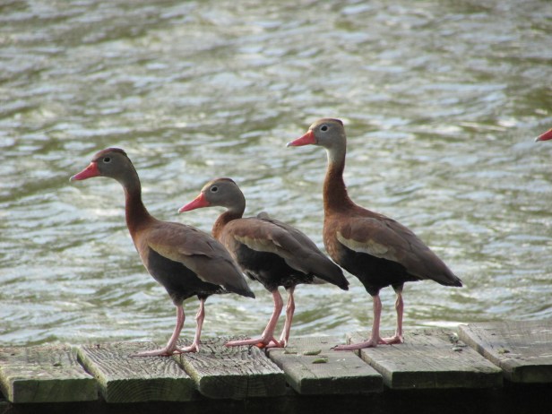 © Photo Artist Susan Ruth Robertson 090025006100 081.JPG