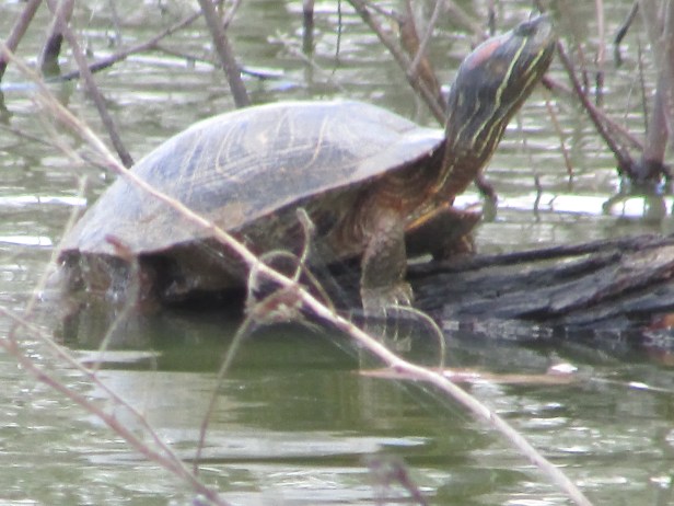 photo-artist-susan-ruth-robertson-090025006100-107