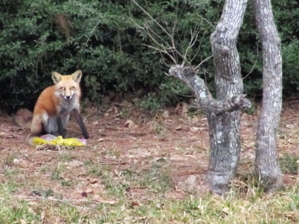 © Photo Artist Susan Ruth Robertson 090025006100 110.JPG