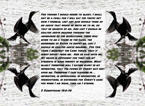 © Photo Artist Susan Ruth Robertson 090025006100 126 - Copy - Copy.JPG