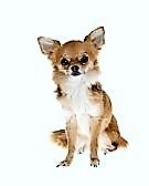 long-haired-chihuahua