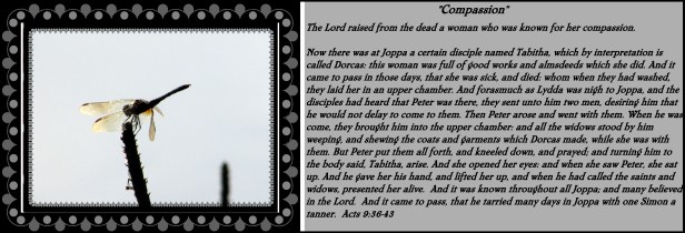 © Photo Artist Susan Ruth Robertson 013 - Copy (2).JPG