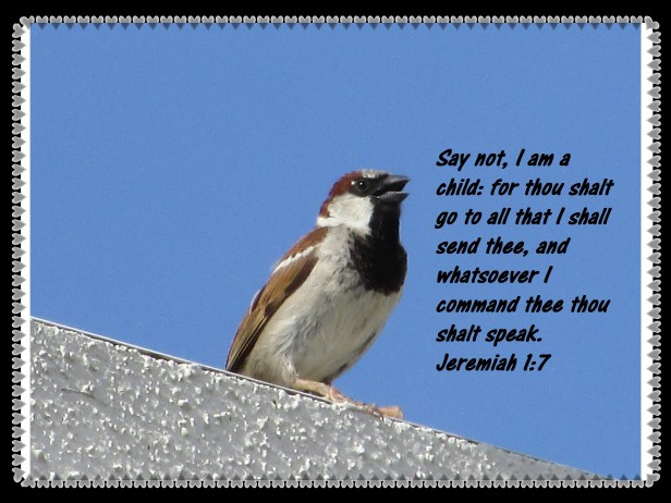 © Photo Artist Susan Ruth Robertson 090025006100 001 - Copy.JPG