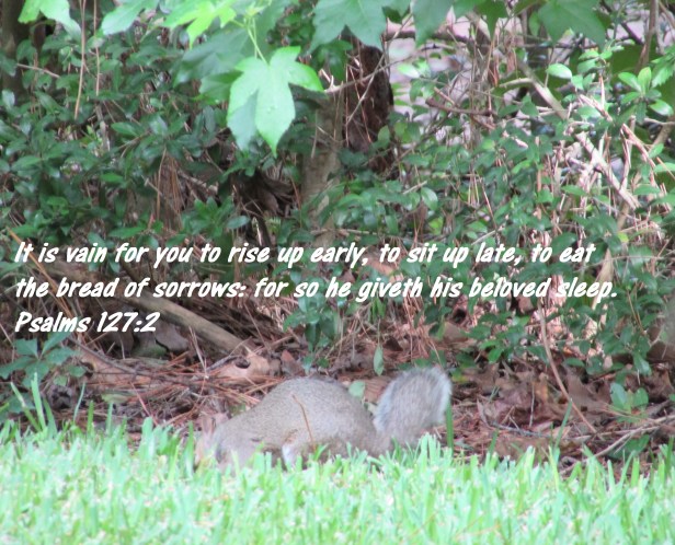 © Photo Artist Susan Ruth Robertson 090025006100 001 - Copy.JPG