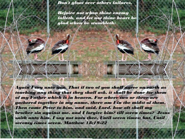 © Photo Artist Susan Ruth Robertson 090025006100 008 - Copy.JPG