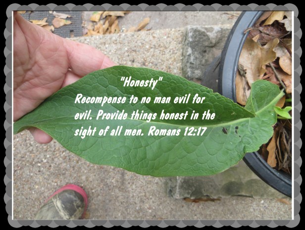 © Photo Artist Susan Ruth Robertson 090025006100 011 - Copy.JPG