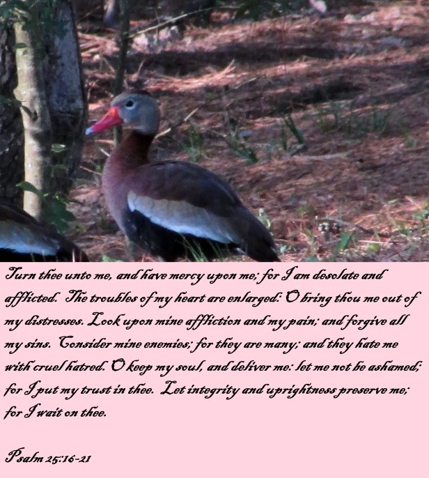 © Photo Artist Susan Ruth Robertson 090025006100 015 - Copy.JPG