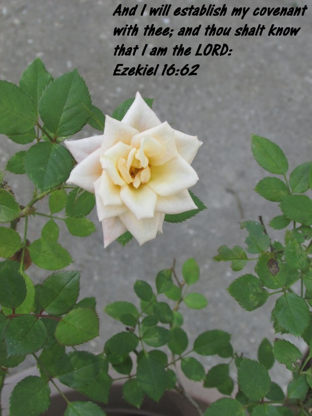 © Photo Artist Susan Ruth Robertson 090025006100 093 - Copy.JPG