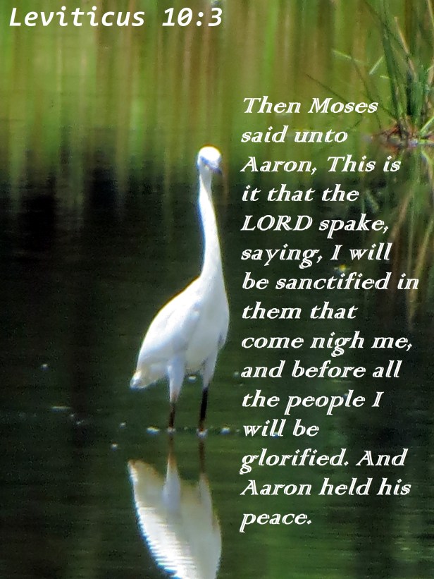 © Photo Artist Susan Ruth Robertson 090025006100  (5) - Copy.JPG