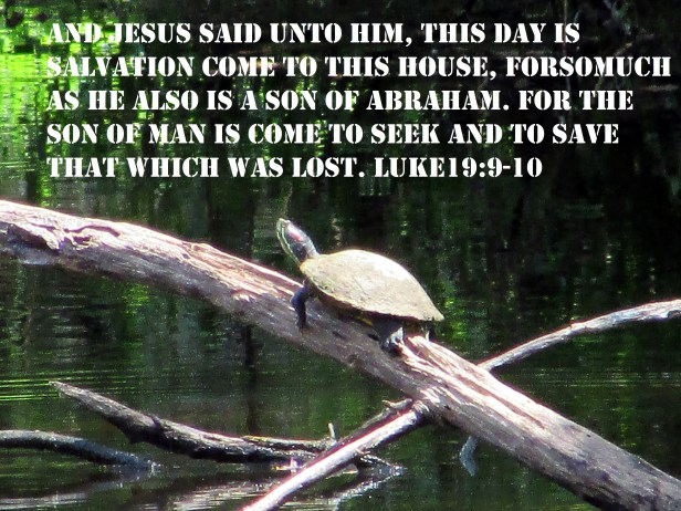 © Photo Artist Susan Ruth Robertson 090025006100 Canon PowerShot SX400 IS 001.JPG