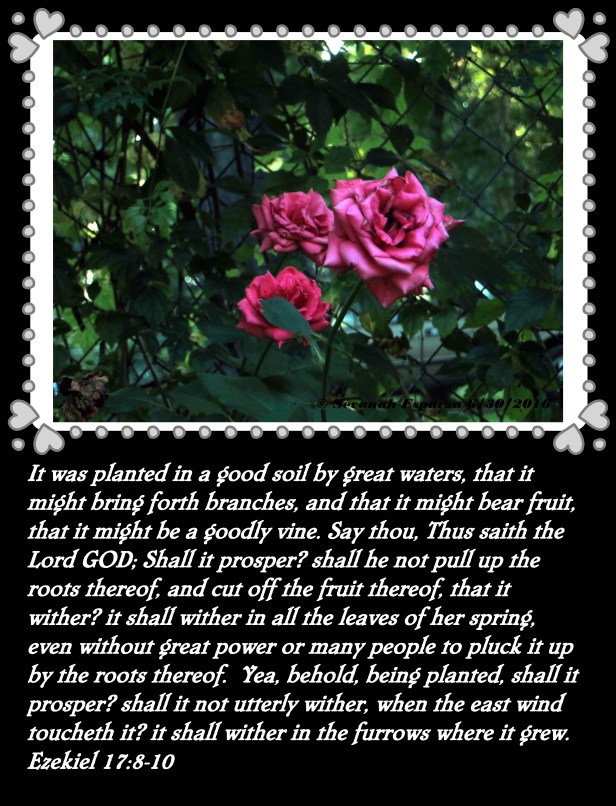 © Sevanah Esparza 024 - Copy.JPG