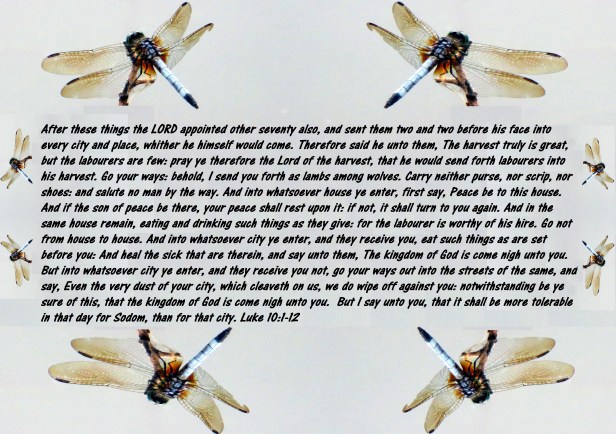 SX260 HS © Photo Artist Susan Ruth Robertson 090025006100 052 - Copy (3) - Copy - Copy - Copy.JPG