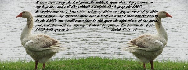 © Photo Artist Susan Ruth Robertson 090-025006100 032 - Copy.JPG