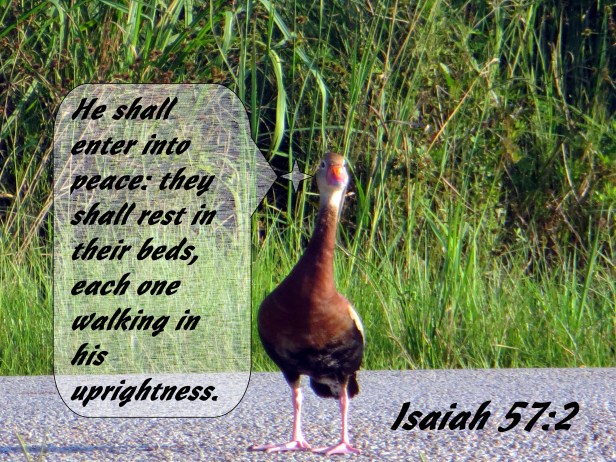 © Photo Artist Susan Ruth Robertson 090025006100 001 - Copy.JPG