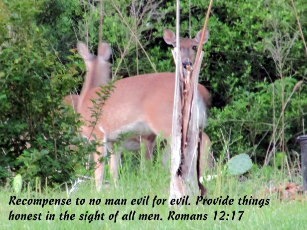 © Photo Artist Susan Ruth Robertson 090025006100 003 - Copy.JPG