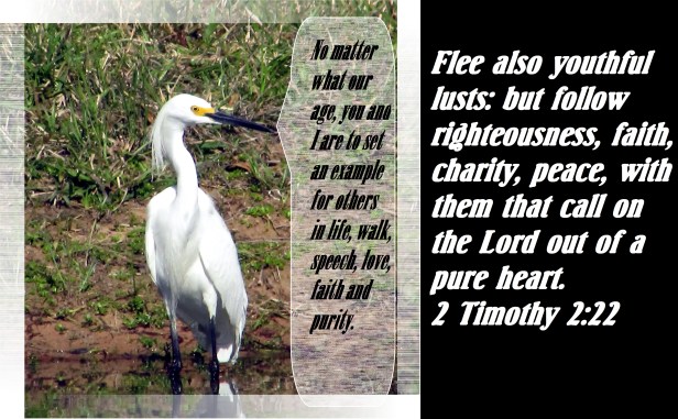 © Photo Artist Susan Ruth Robertson 090025006100 008 - Copy.JPG