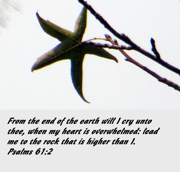 © Photo Artist Susan Ruth Robertson 090025006100 010 - Copy (2).JPG