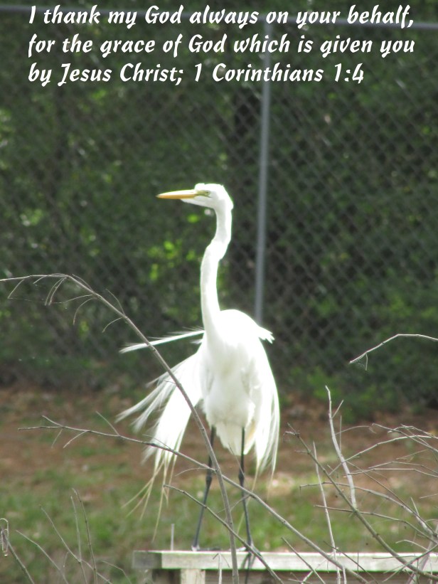 © Photo Artist Susan Ruth Robertson 090025006100 018 - Copy.JPG