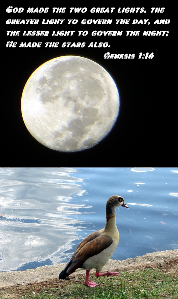 © Photo Artist Susan Ruth Robertson 090025006100 020.JPG