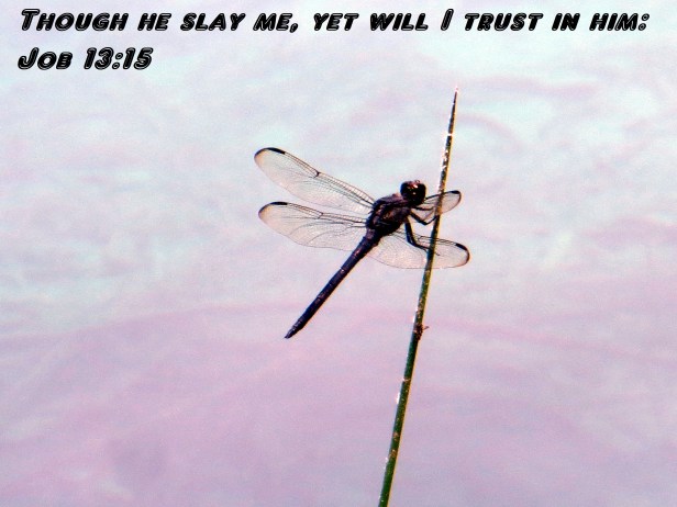 © Photo Artist Susan Ruth Robertson 090025006100 038 - Copy.JPG