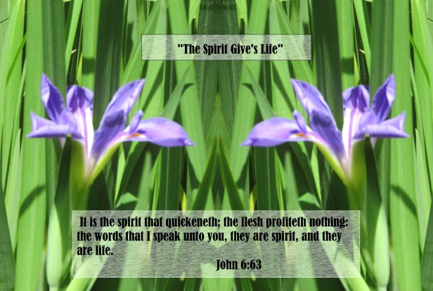 SX400 IS © Photo Artist Susan Ruth Robertson 090025006100 004 - Copy.JPG