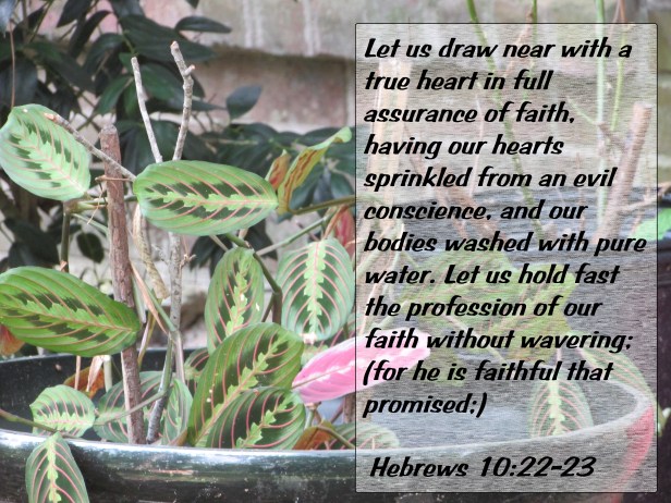 SX400 IS © Photo Artist Susan Ruth Robertson 090025006100 019 - Copy.JPG