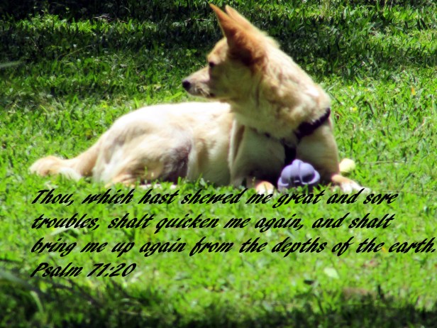 © Photo Artist Susan Ruth Robertson 090025006100 003 - Copy.JPG