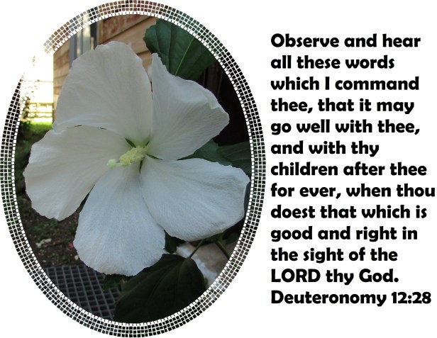 © Photo Artist Susan Ruth Robertson 090025006100 003.JPG