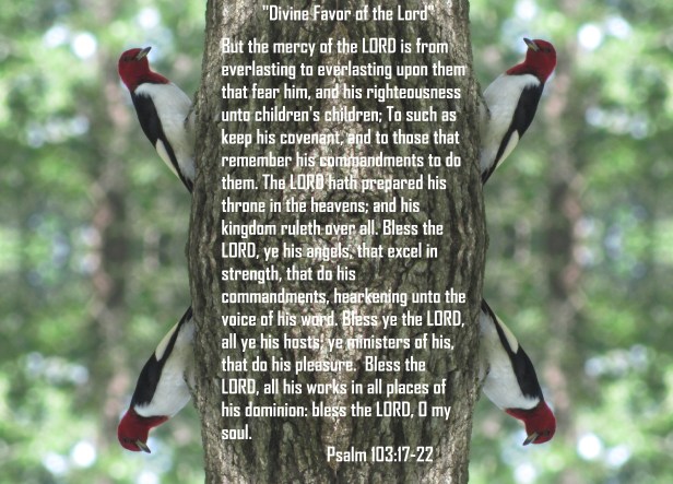 © Photo Artist Susan Ruth Robertson 090025006100 015 - Copy - Copy - Copy.JPG